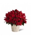 Red Poinsettia